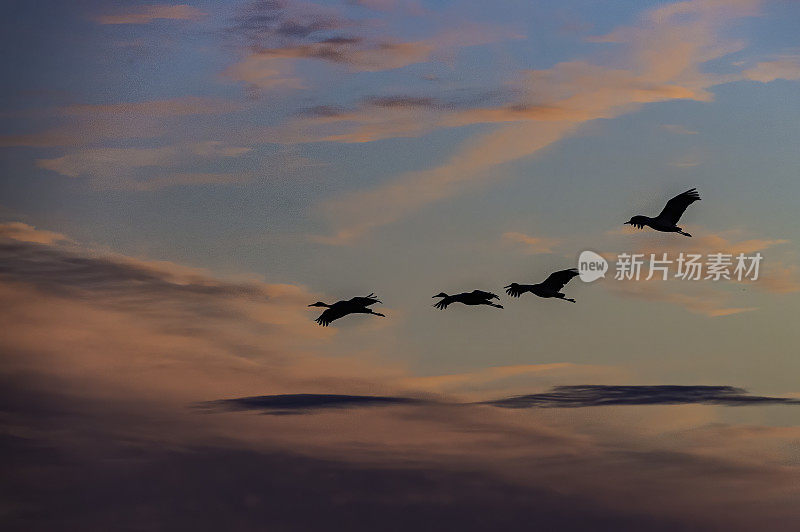 沙丘鹤(Antigone canadensis)是北美大型鹤的一种。Woodbridge生态保护区(又名Isenberg鹤保护区)。准备晚上降落。